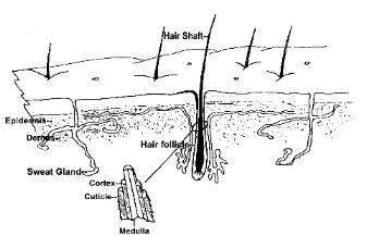 Hair Loss Balding and Emu Oil