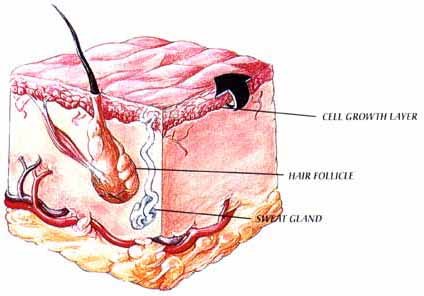 Normal Skin